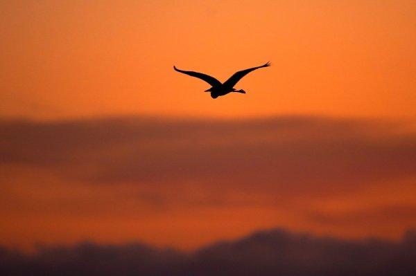 Okyanustaki sıcak su yüzünden 1 milyon kuş öldü