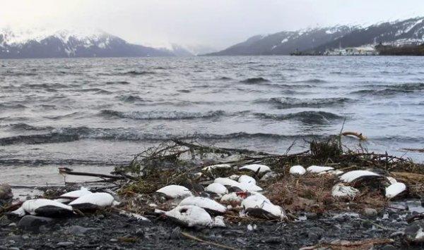 Okyanustaki sıcak su yüzünden 1 milyon kuş öldü