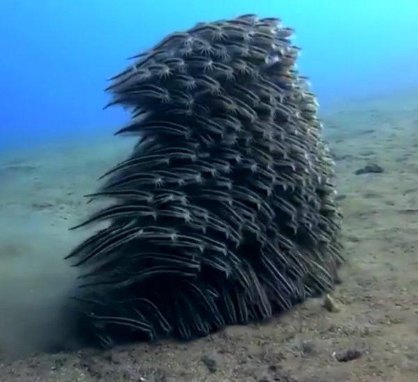 Çizgili yayın balıklarının korunma şekli