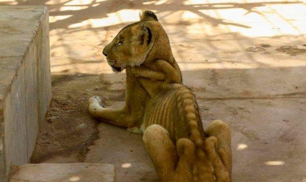 Sudan'daki aslanlar açlıktan zayıfladı