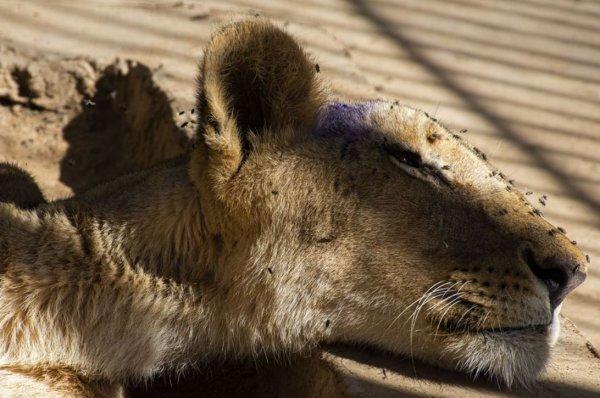 Sudan'daki aslanlar açlıktan zayıfladı