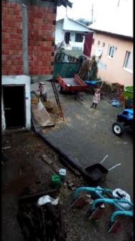 Köpeklere şiddet uygulayan ailesinden şikayetçi oldu