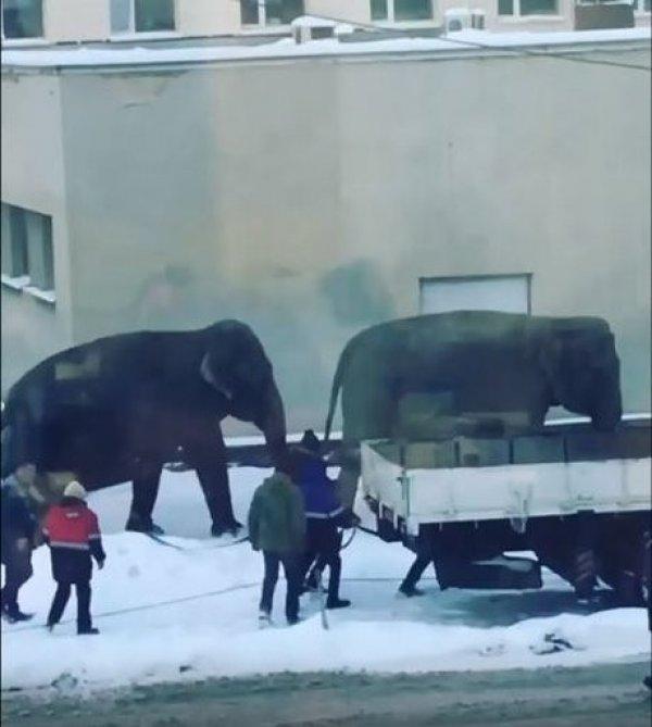 Rusya'da 2 fil sirkten kaçtı