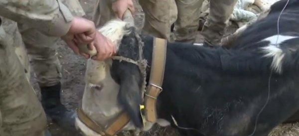 Depremden etkilenen hayvanlara da yardım gitti