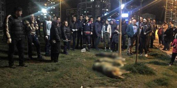 Sokak köpeklerini zehirleyen 3 kişiye 10 yıl hapis