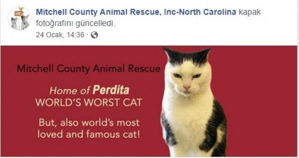 'Dünyanın en kötü kedisi' yeni sahibini arıyor