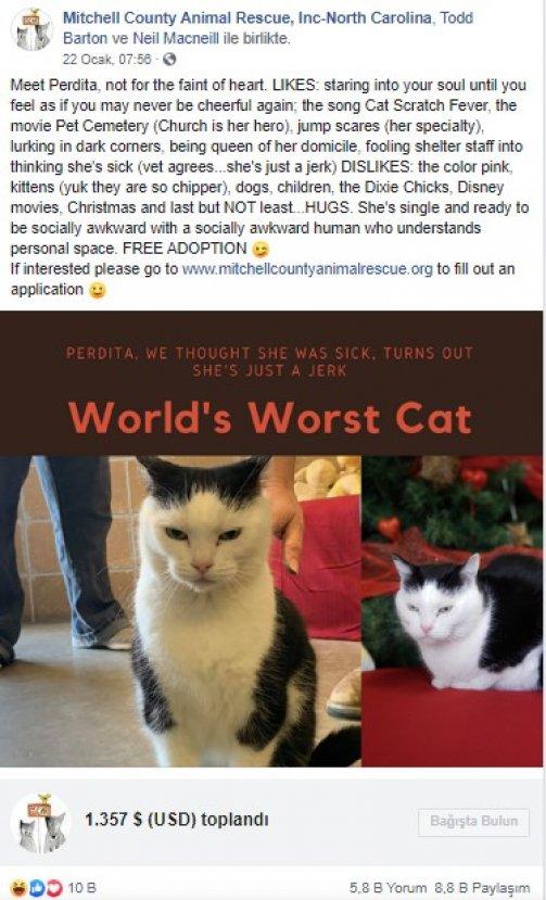 'Dünyanın en kötü kedisi' yeni sahibini arıyor
