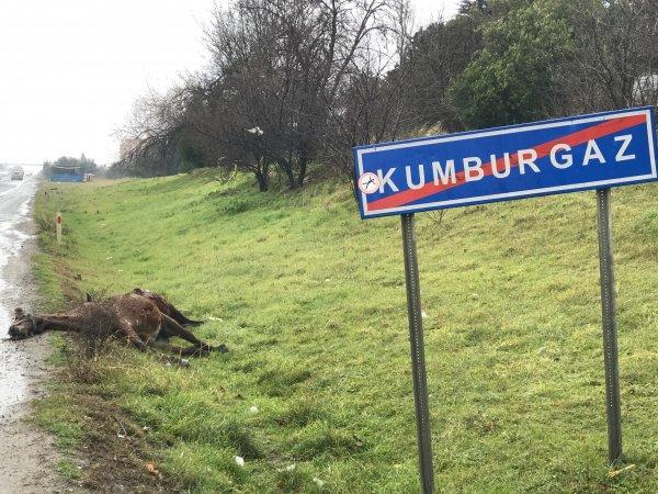 İstanbul’da korkunç kaza: 3 at telef oldu