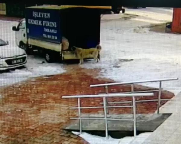 Kamyonetten ekmek alan sevimli köpek