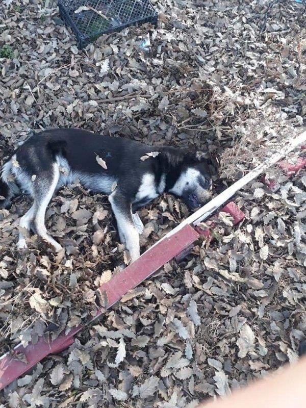 Çanakkale'de 20 köpek zehirlendi