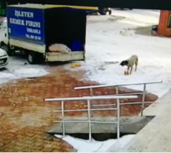 Kamyonetten ekmek alan sevimli köpek