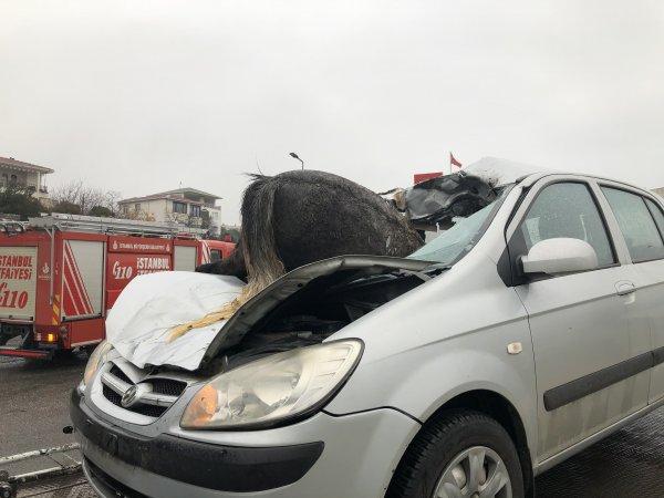 İstanbul’da korkunç kaza: 3 at telef oldu