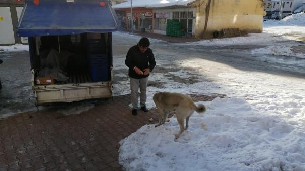 Kamyonetten ekmek alan sevimli köpek