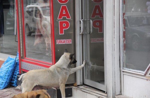 Aç kaldıkça kasaba gidip et isteyen köpek