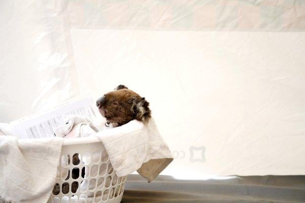 Avustralya'da koala katliamı