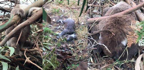 Avustralya'da koala katliamı