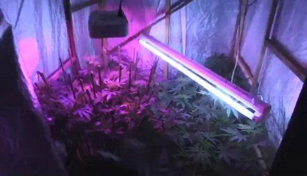 Villada uyuşturucu yetiştiren şüpheli gözaltına alındı