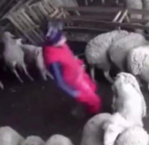 Çiftçinin açığını kollayıp intikam alan koyun