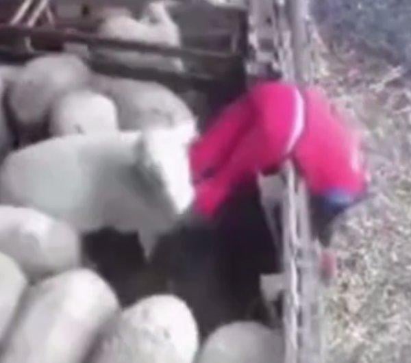 Çiftçinin açığını kollayıp intikam alan koyun