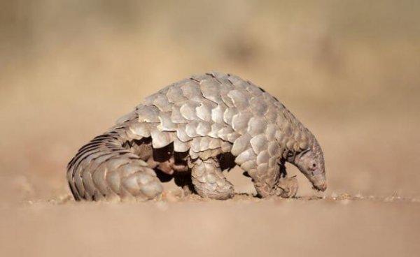 Çin, koronavirüsün kaynağını araştırıyor