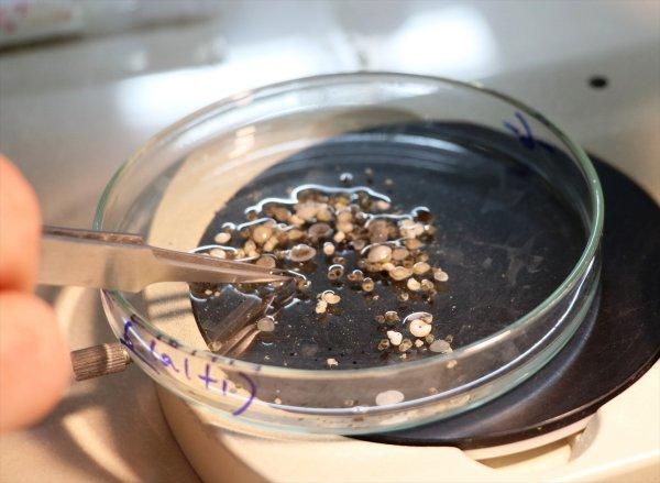 Gökçeada'da 4 yeni salyangoz türü keşfedildi