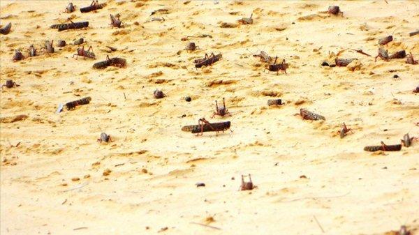 Doğu Afrika ülkeleri çekirge istilasıyla savaşıyor