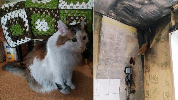 Kedi, uyuyan sahibini ısırarak yangından kurtardı