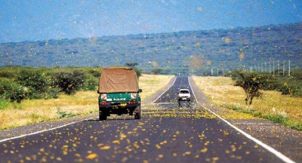 Doğu Afrika ülkeleri çekirge istilasıyla savaşıyor
