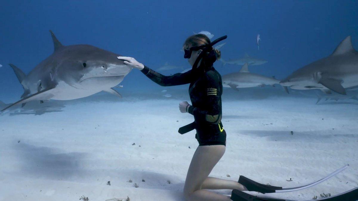 Köpek balığıyla tehlikeli yakınlaşma