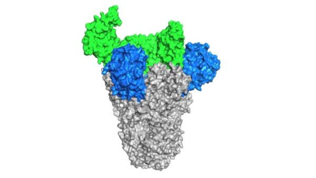 Koronavirüs fotoğrafları yayınlandı