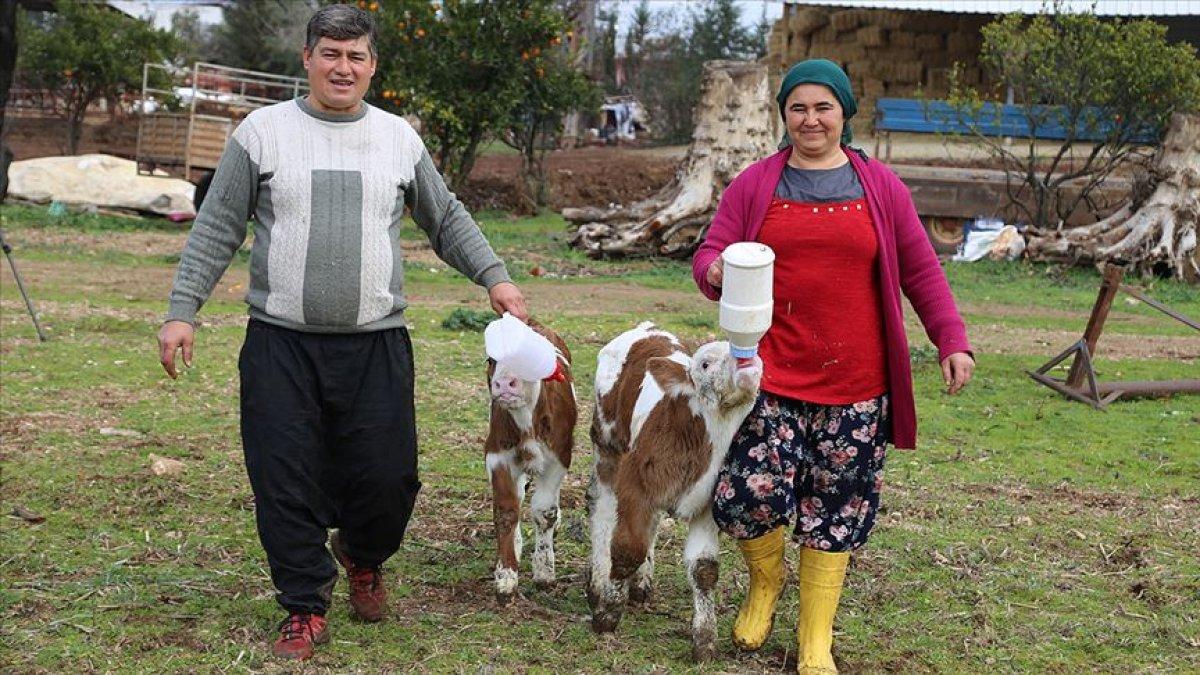 Sevgililer Günü hediyesi buzağılarla çiftlik kurdu