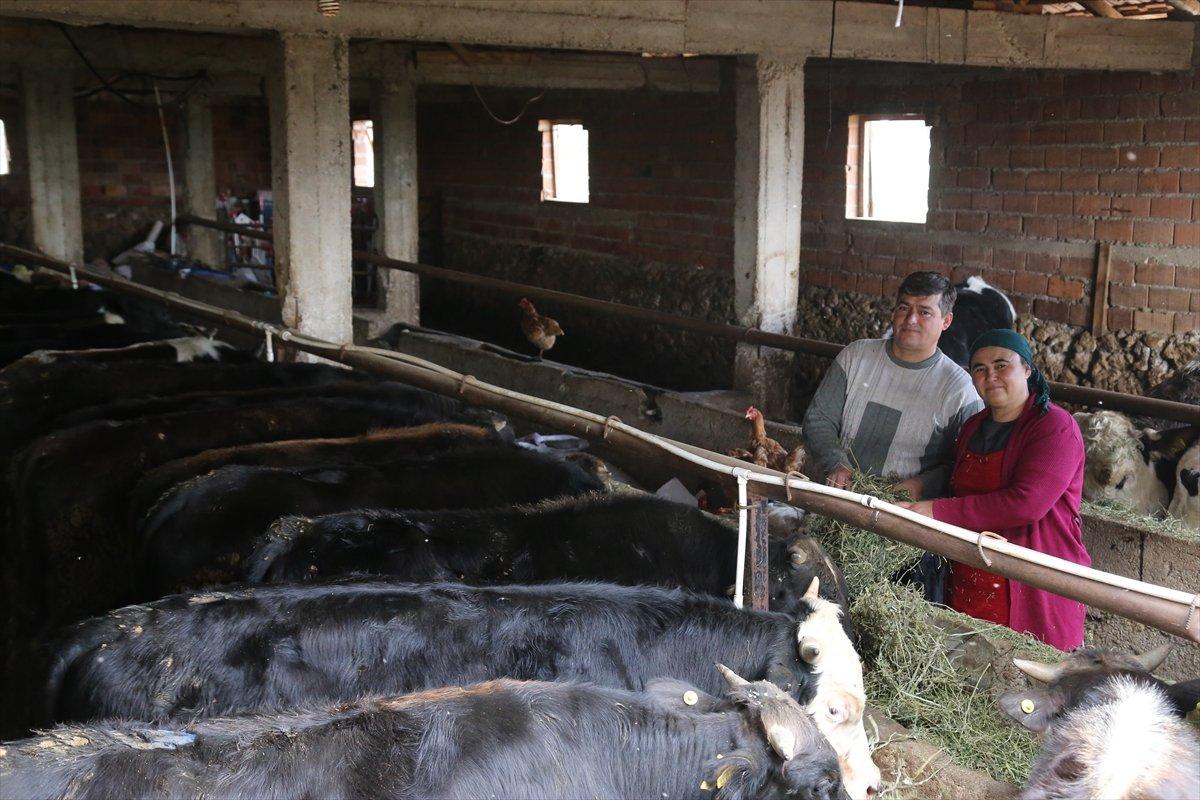 Sevgililer Günü hediyesi buzağılarla çiftlik kurdu