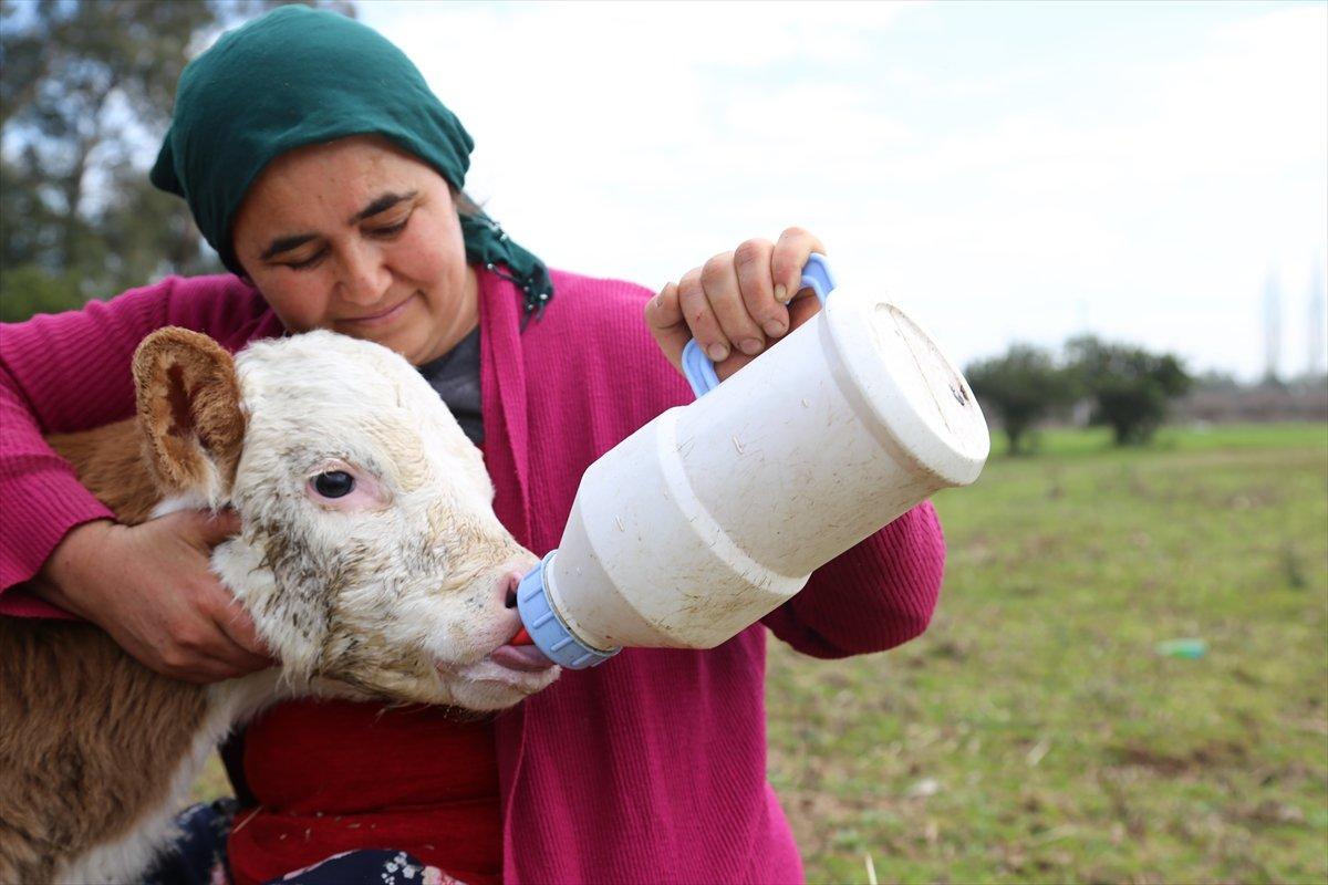 Sevgililer Günü hediyesi buzağılarla çiftlik kurdu