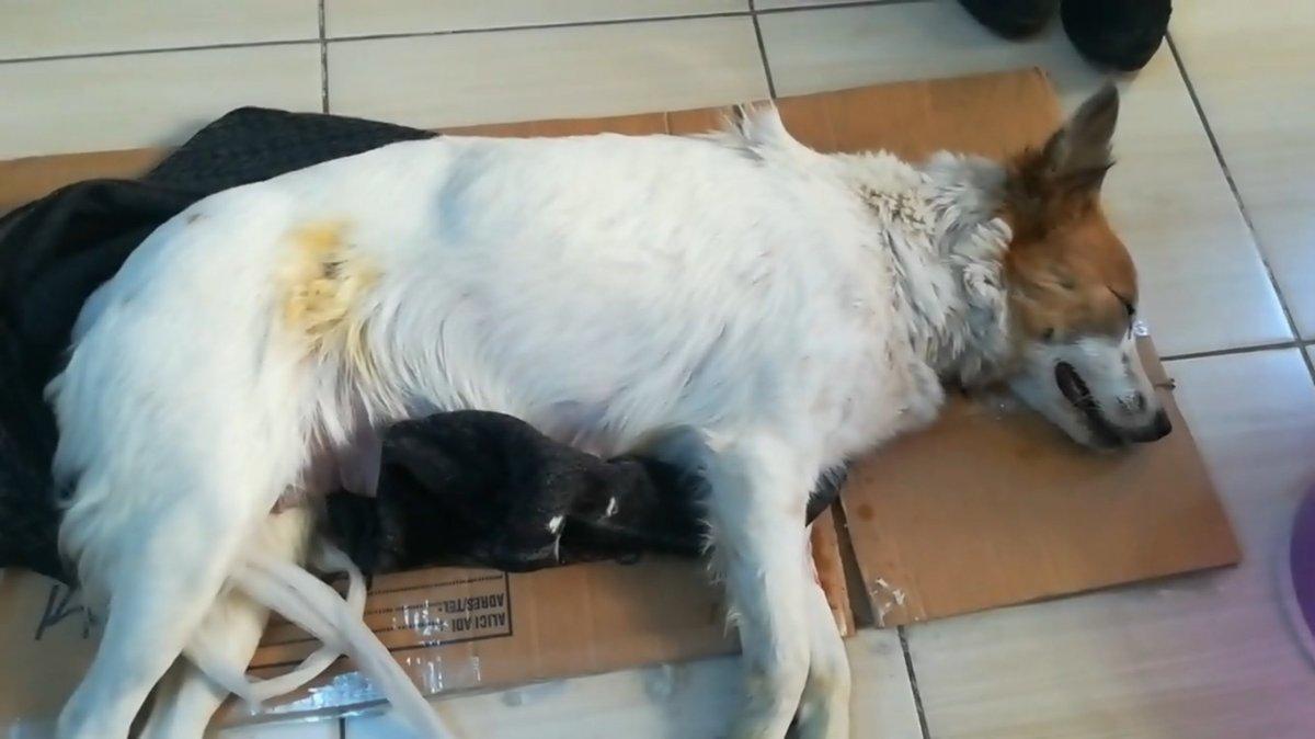 Samsun'da bir kişi 7 yavrulu anne köpeği taşla öldürdü