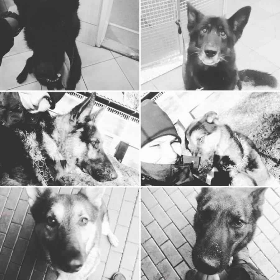 Polonya'da 6 polis köpeği haşlanarak can verdi