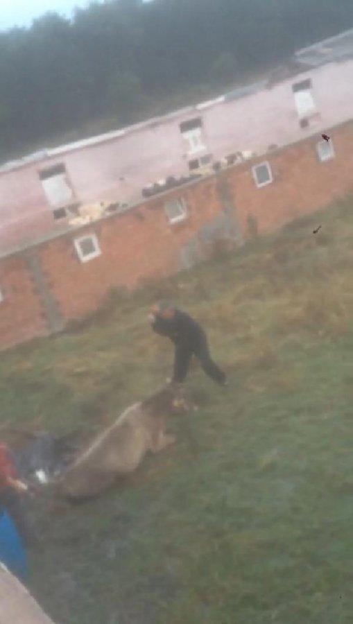 Büyükbaş hayvanını eziyet ederek kesti