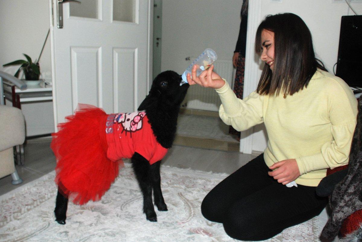 Annesinin reddettiği kuzuyu sahiplendi