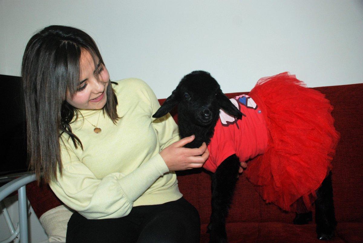 Annesinin reddettiği kuzuyu sahiplendi