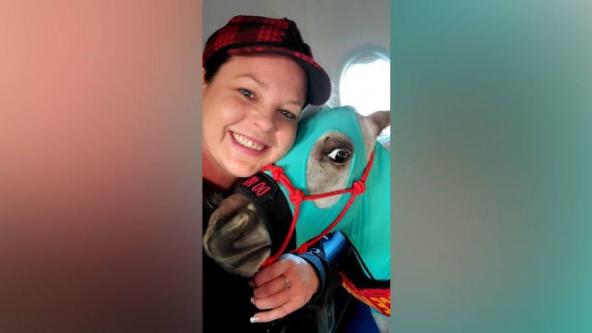 18 aylık midilli, Business Class'ta uçtu