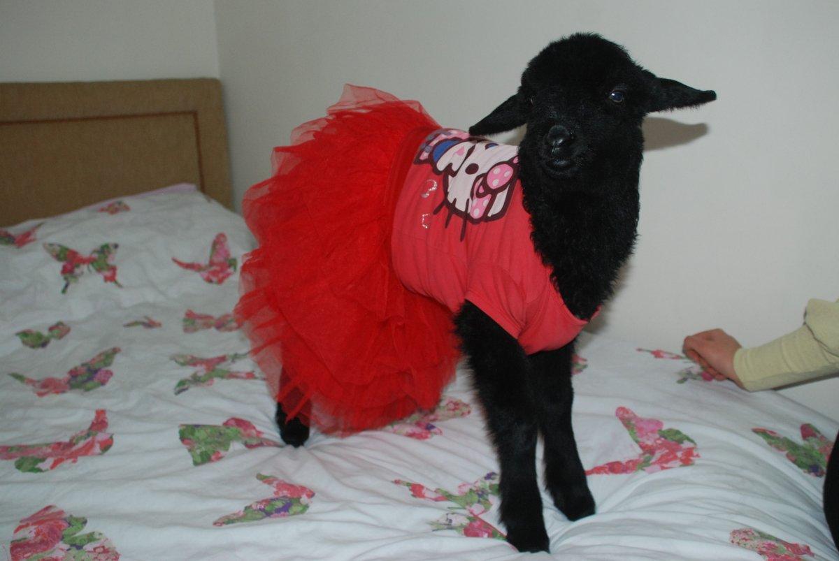 Annesinin reddettiği kuzuyu sahiplendi