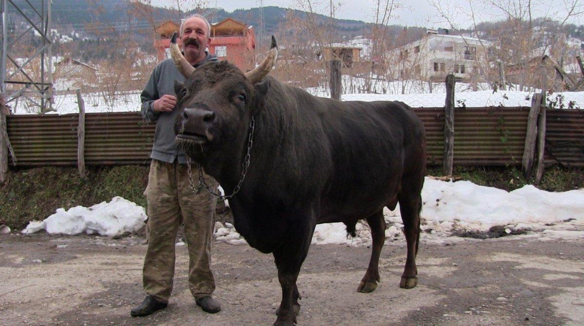 650 kiloluk boğa otomobil fiyatına alıcı buldu