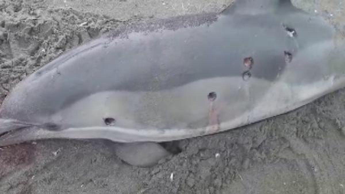 Sakarya'da yunuslara ateş edip yüzgeçlerini kestiler