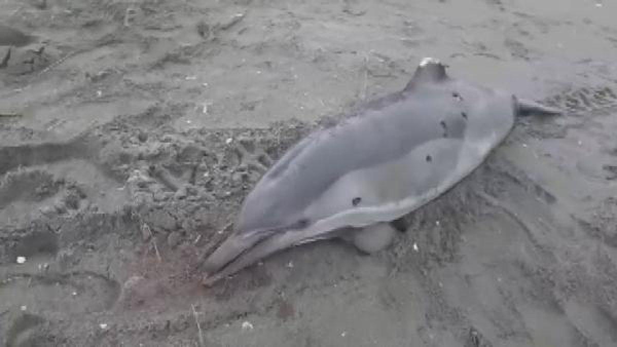 Sakarya'da yunuslara ateş edip yüzgeçlerini kestiler