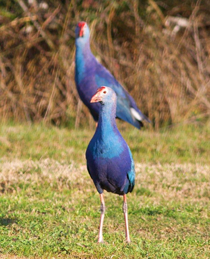 Nesli tükenmekte olan saz horozları