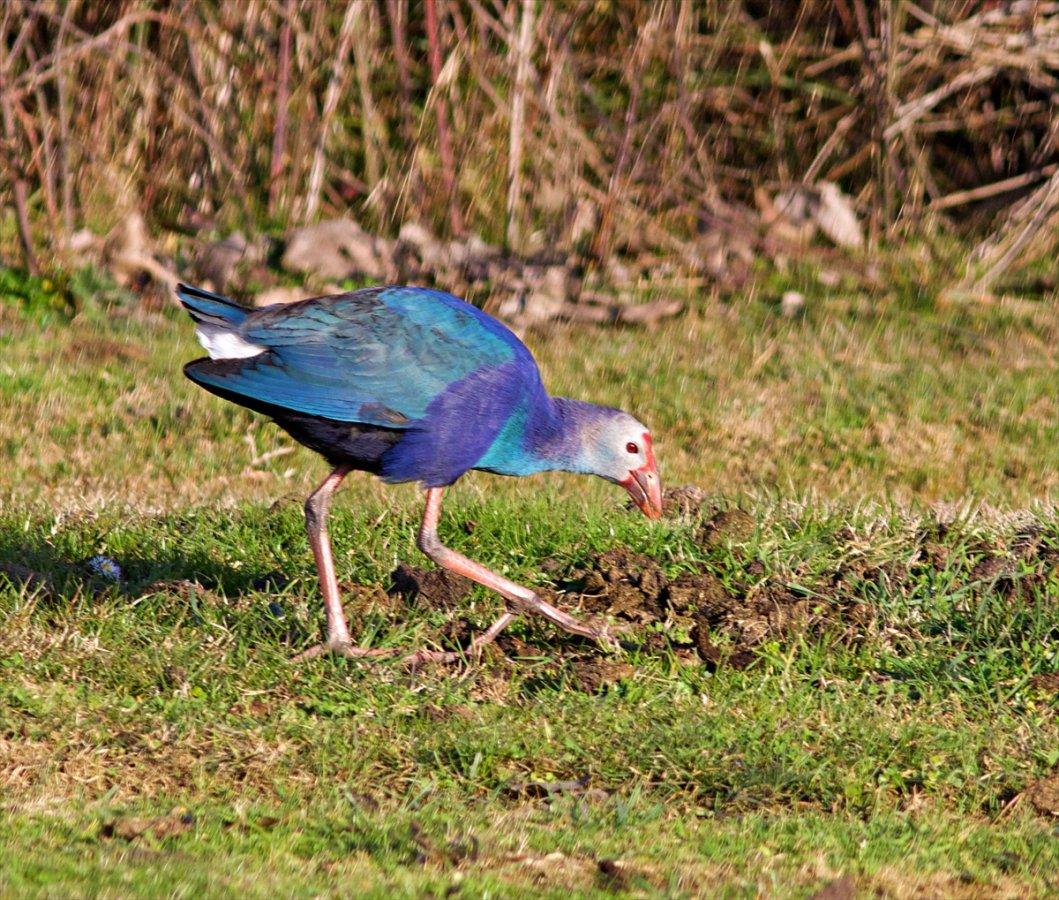 Nesli tükenmekte olan saz horozları