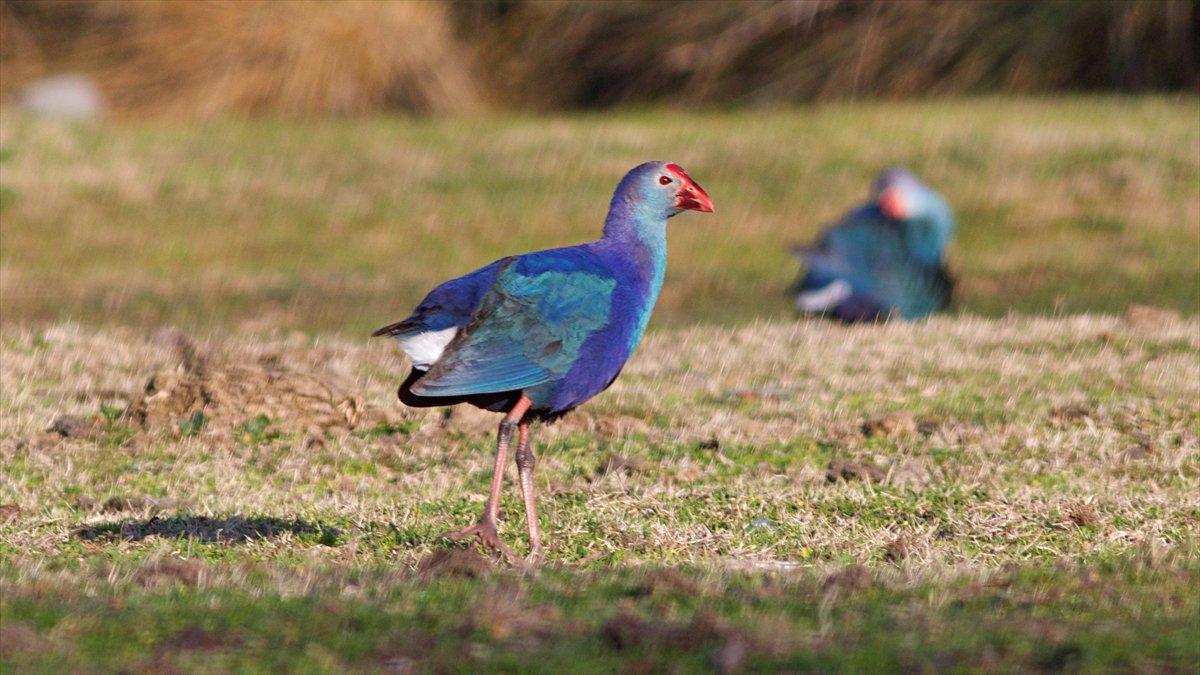 Nesli tükenmekte olan saz horozları