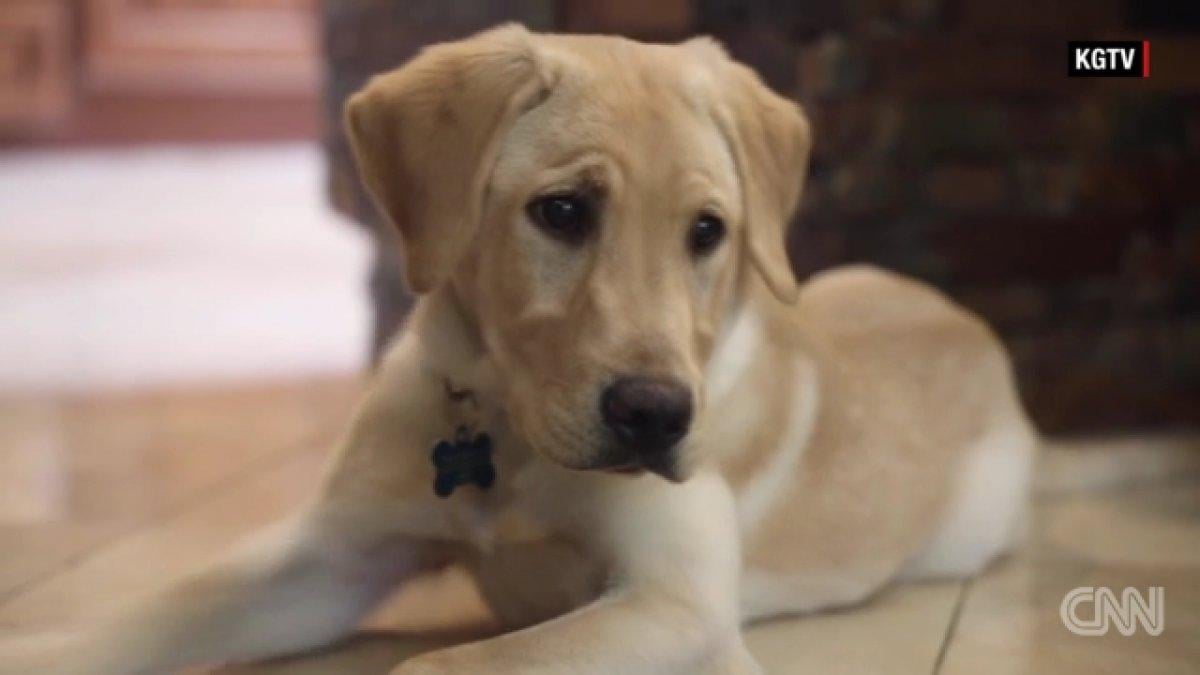 Amerikalı çift 50 bin dolara ölen köpeklerini klonlattı