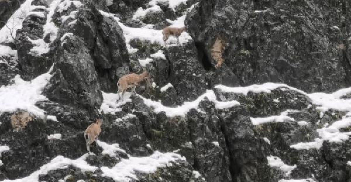 Tunceli'de dağ keçileri ilçeye indi