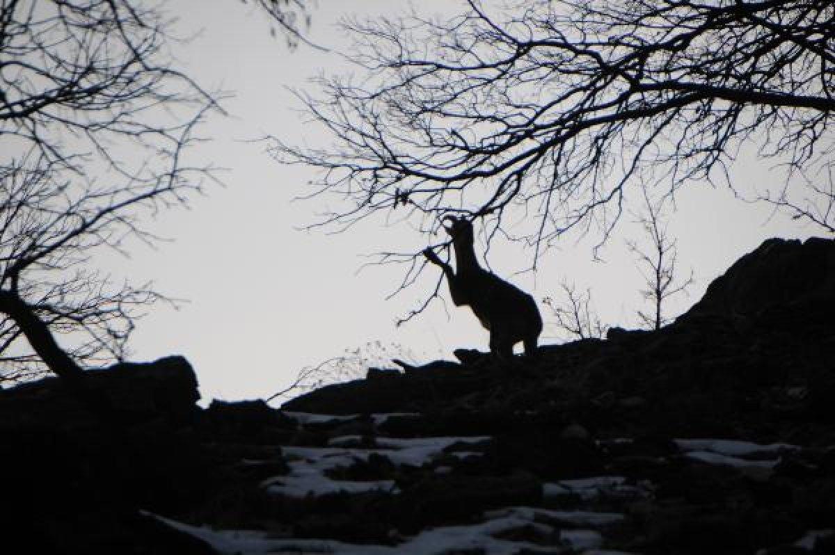 Tunceli'de dağ keçileri ilçeye indi
