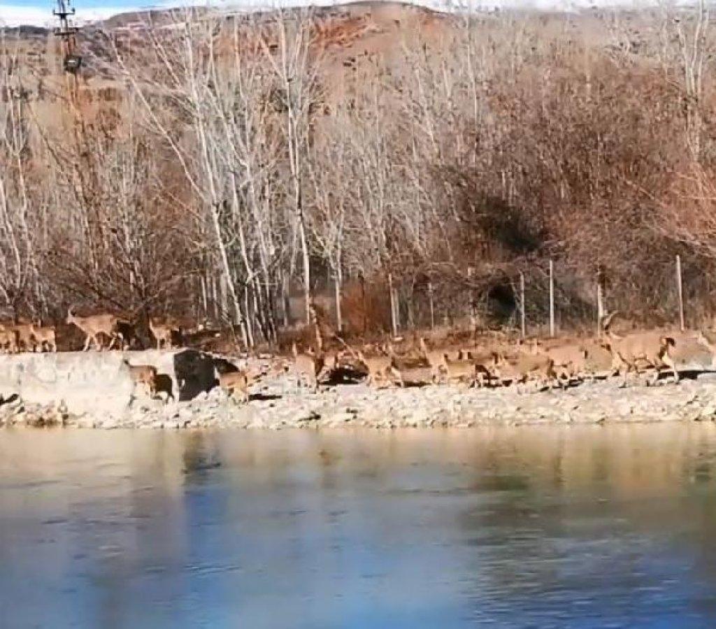 Tunceli'de dağ keçileri ilçeye indi